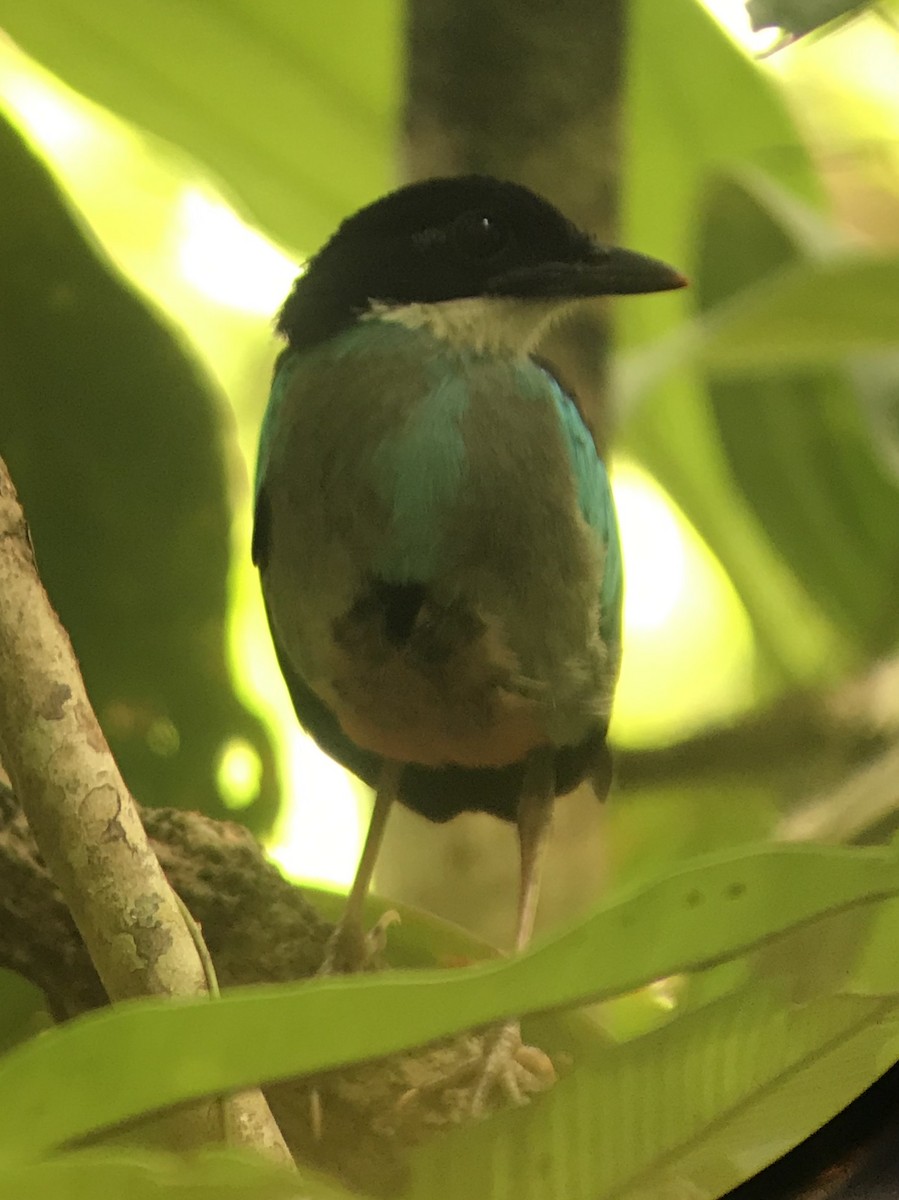 Azure-breasted Pitta - ML163005561