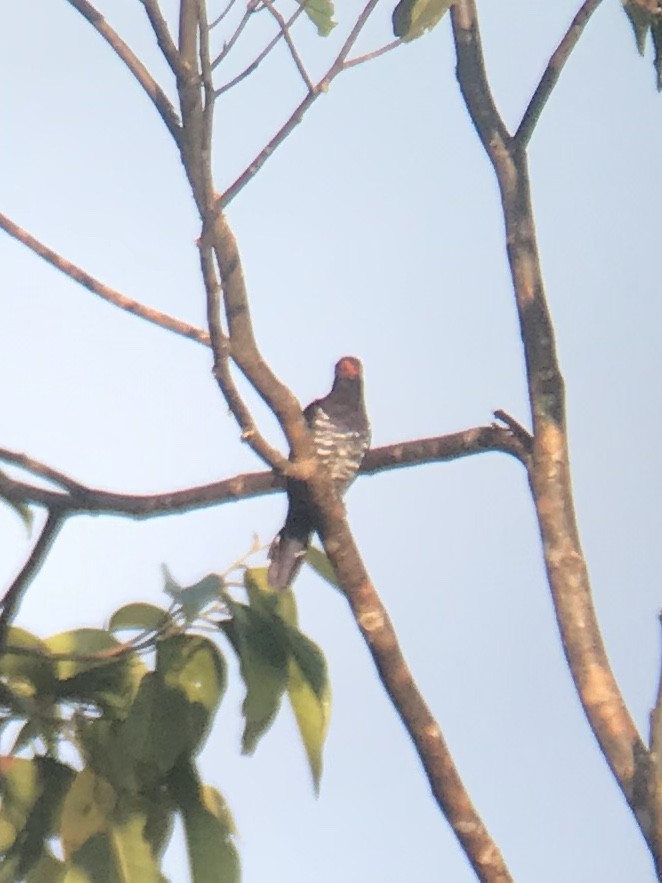 Violet Cuckoo - ML163005651