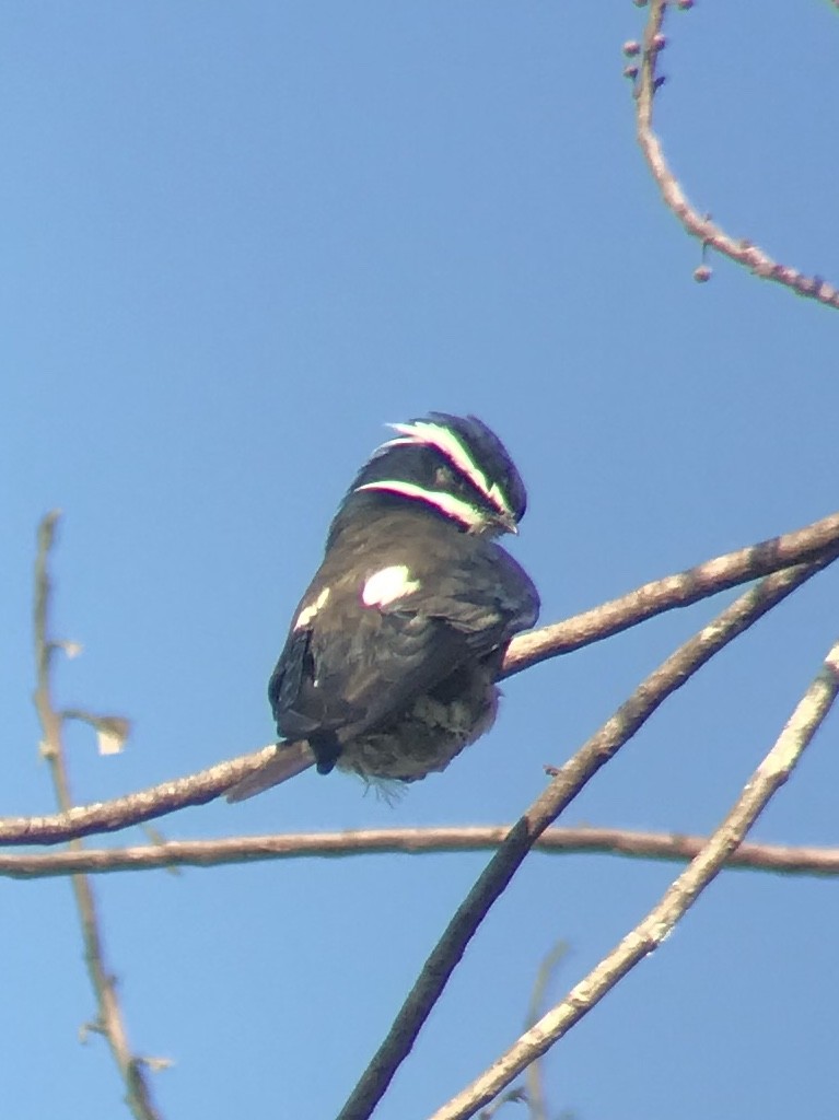 Whiskered Treeswift - ML163005781