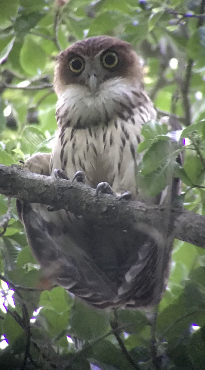 Philippine Eagle-Owl - ML163005891