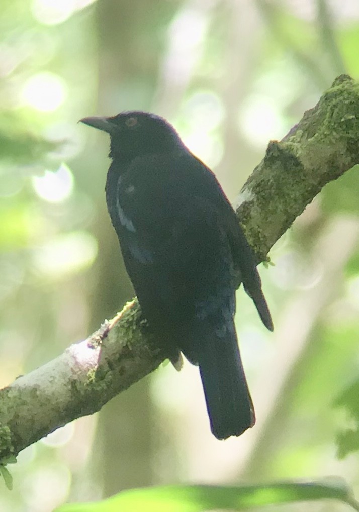 Philippine Fairy-bluebird - ML163005941