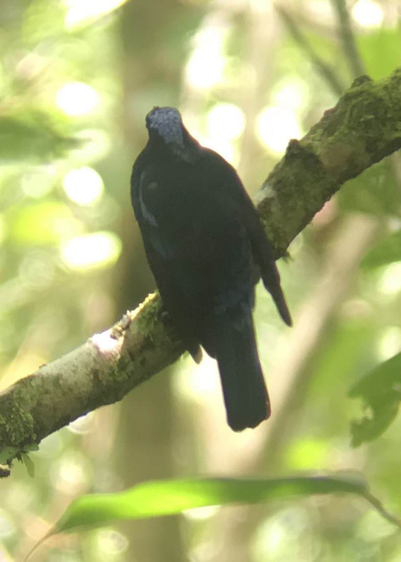 Philippine Fairy-bluebird - ML163005981