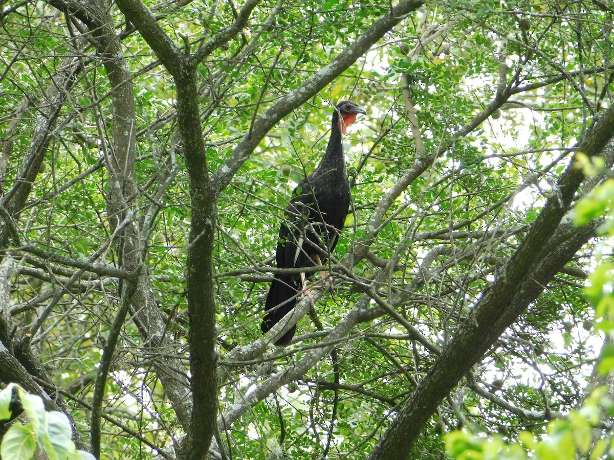 White-winged Guan - ML163010921