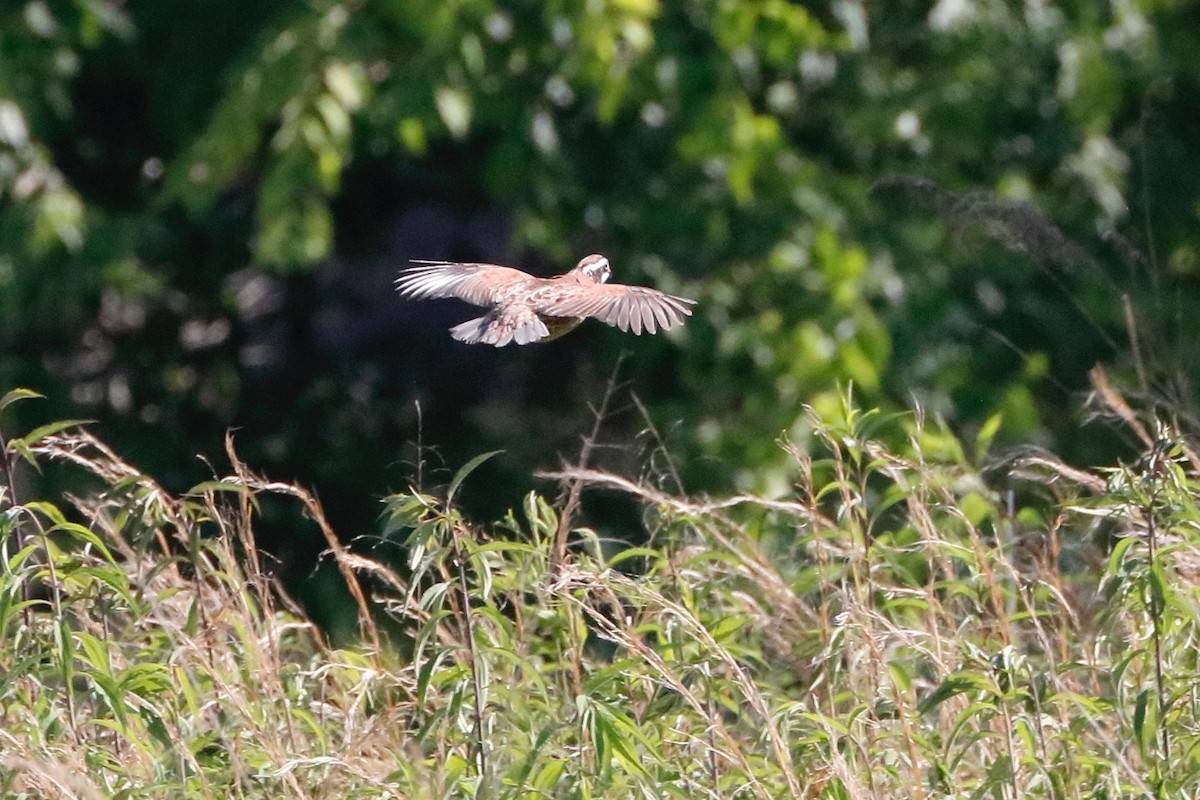 Northern Bobwhite - ML163011071