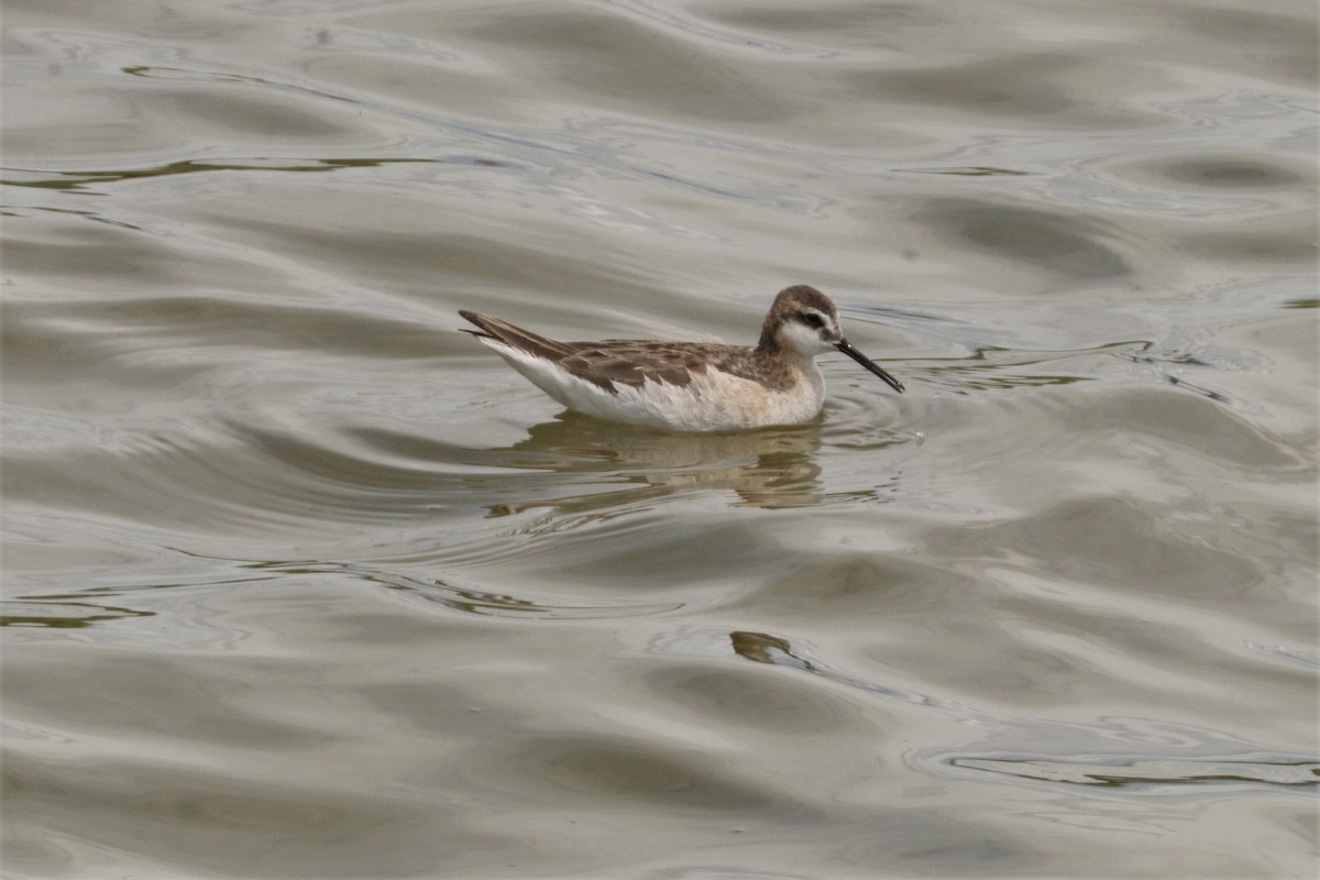 Wilson's Phalarope - Chuck Gates