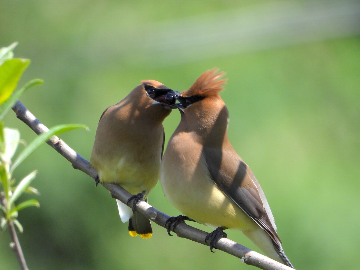 Cedar Waxwing - ML163011701