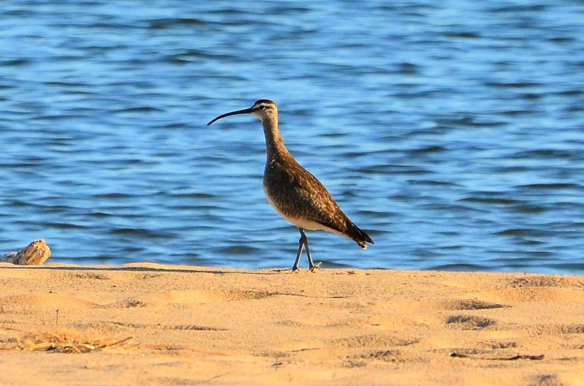 Regenbrachvogel - ML163013501