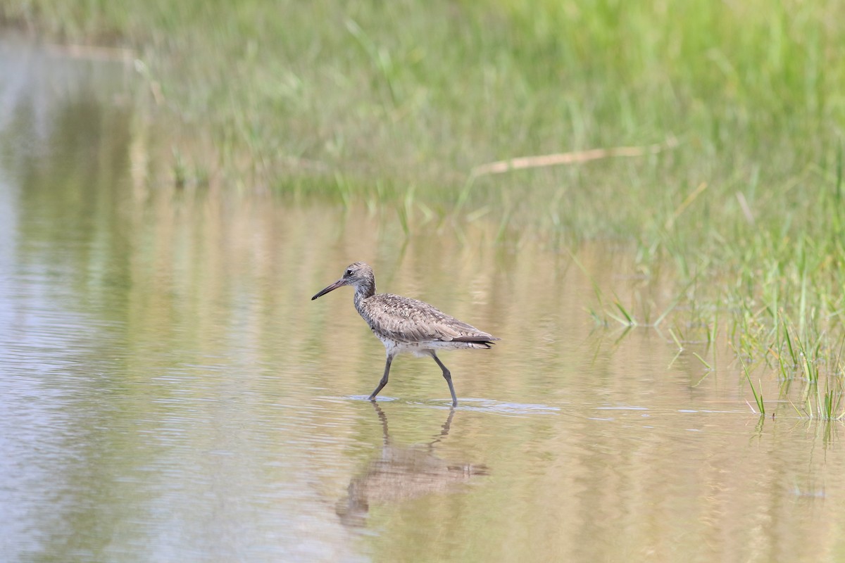 Willet - ML163014461