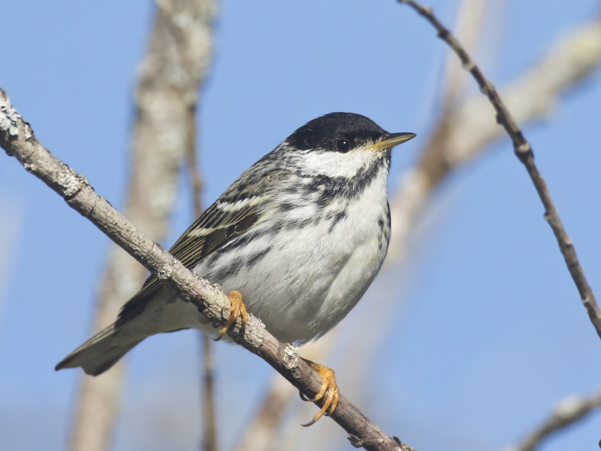 Blackpoll Warbler - ML163014621