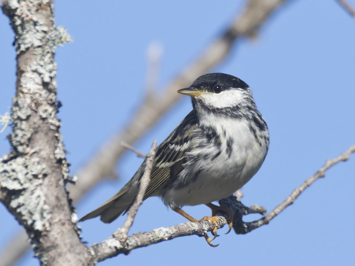 Blackpoll Warbler - ML163014641