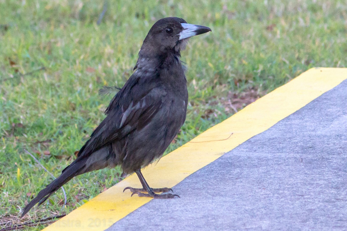 Pied Butcherbird - Teale Britstra