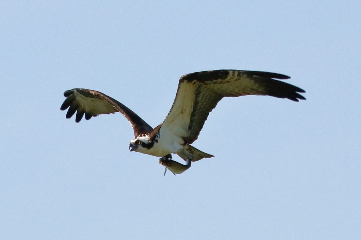 Balbuzard pêcheur - ML163015641