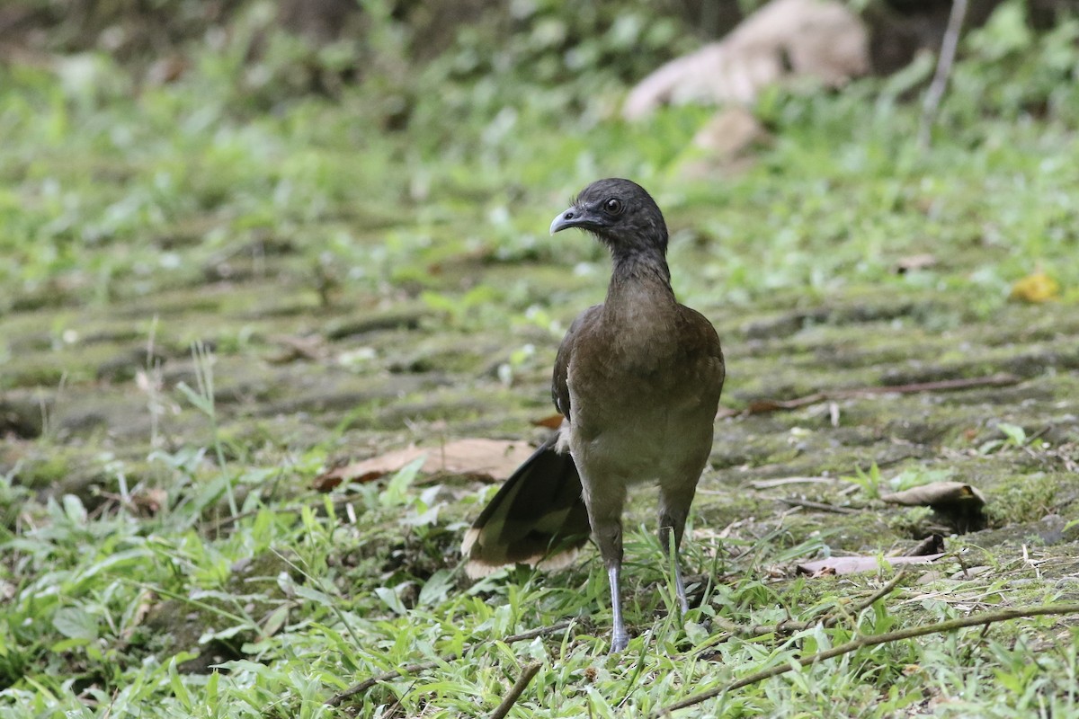 Gray-headed Chachalaca - ML163017371