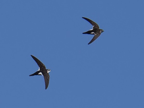 White-throated Swift - Dina Perry