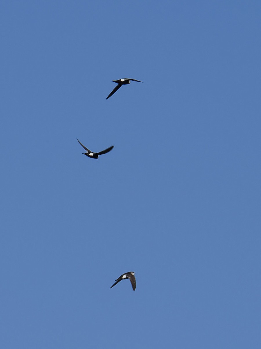 White-throated Swift - Dina Perry