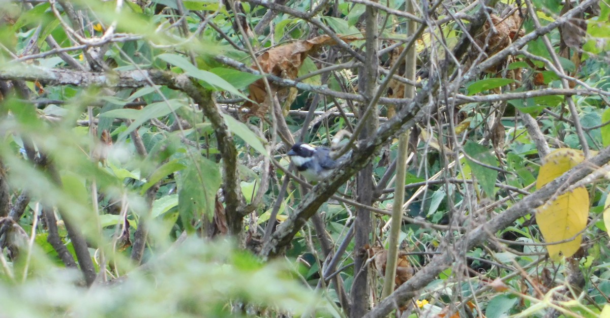 Black-capped Sparrow - Nicolás Bejarano