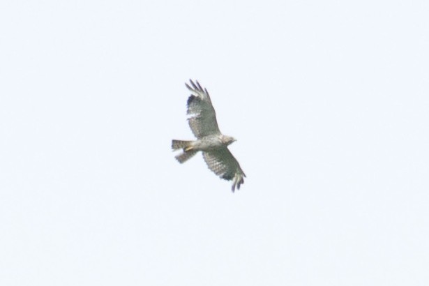 Buteo sp. - Jacob Wessels