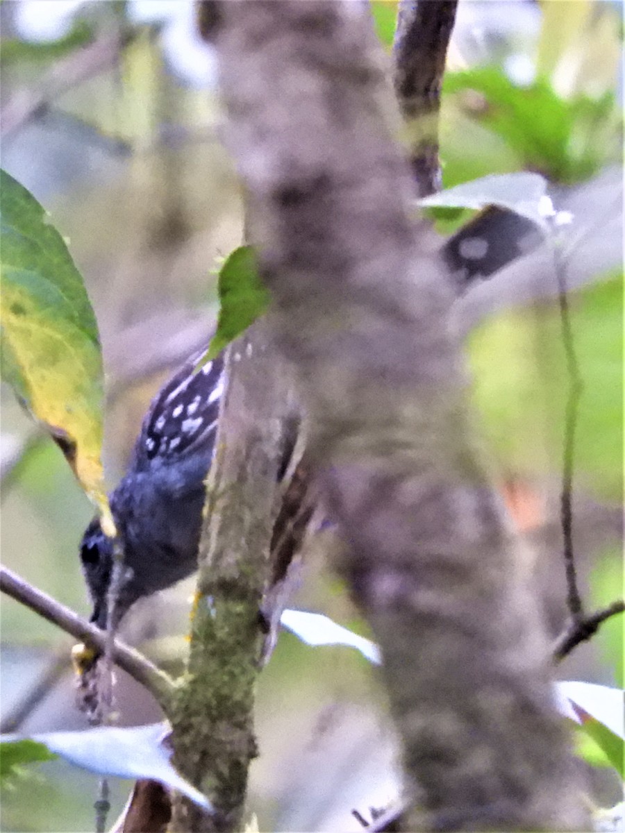 Black-crowned Antshrike - ML163024701
