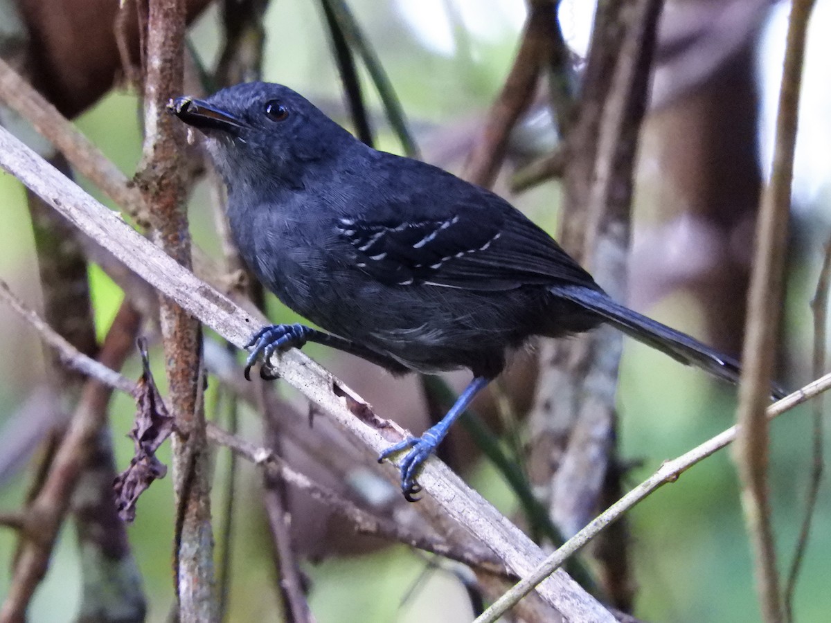 Dusky Antbird - ML163024931