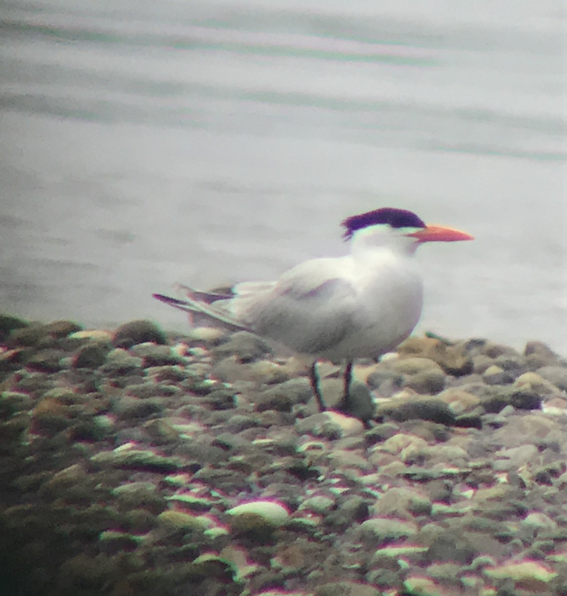 Royal Tern - ML163025401