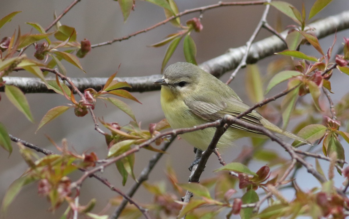 Philadelphia Vireo - ML163025831