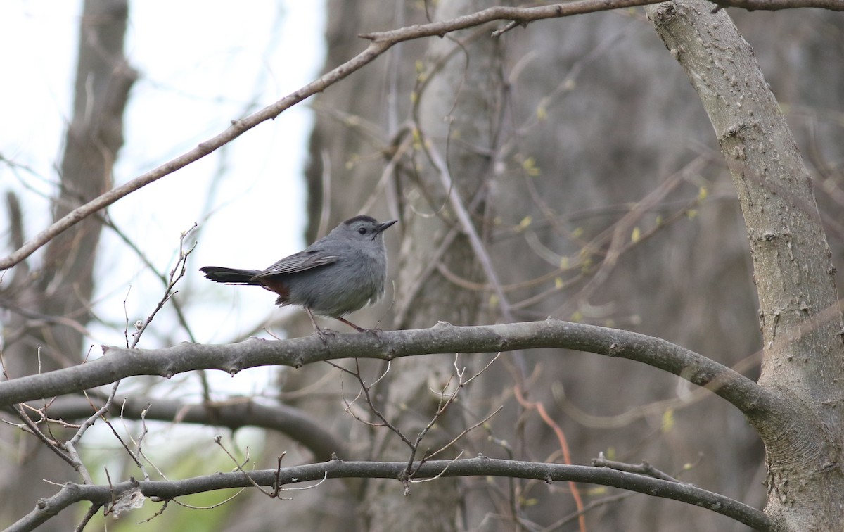 Gray Catbird - ML163026131