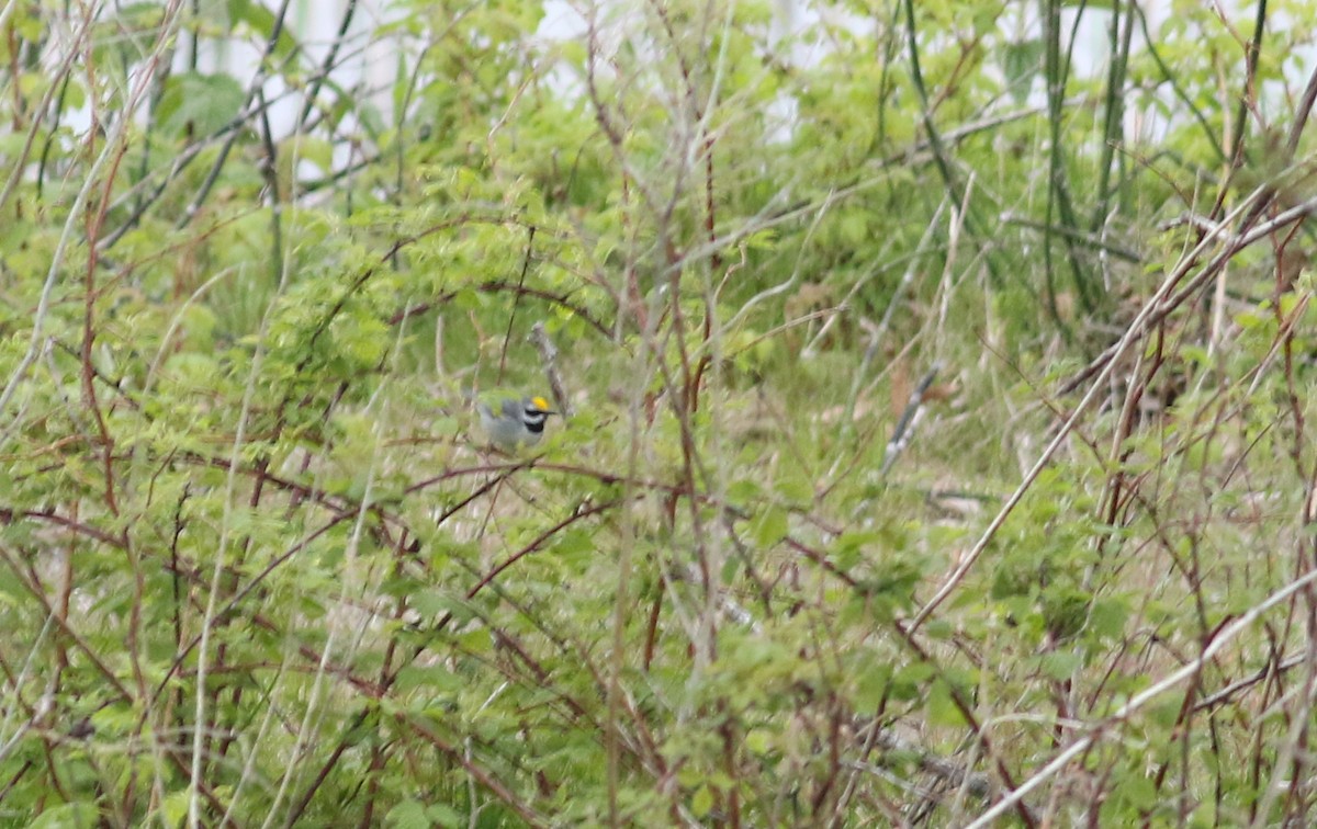 Goldflügel-Waldsänger - ML163026231