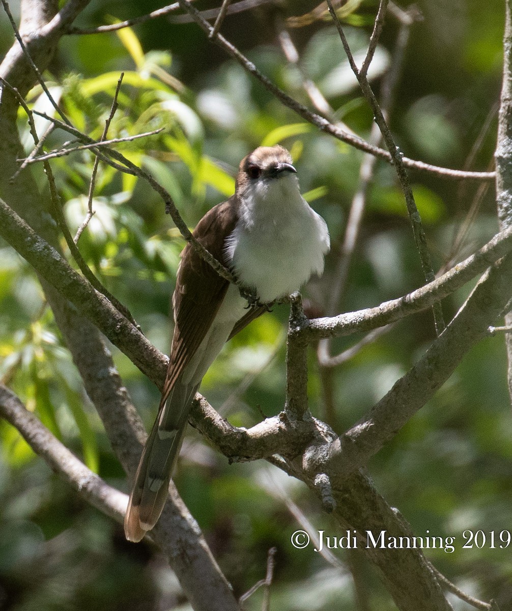 Black-billed Cuckoo - ML163028941