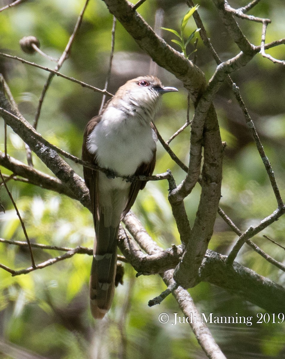 Black-billed Cuckoo - ML163028951