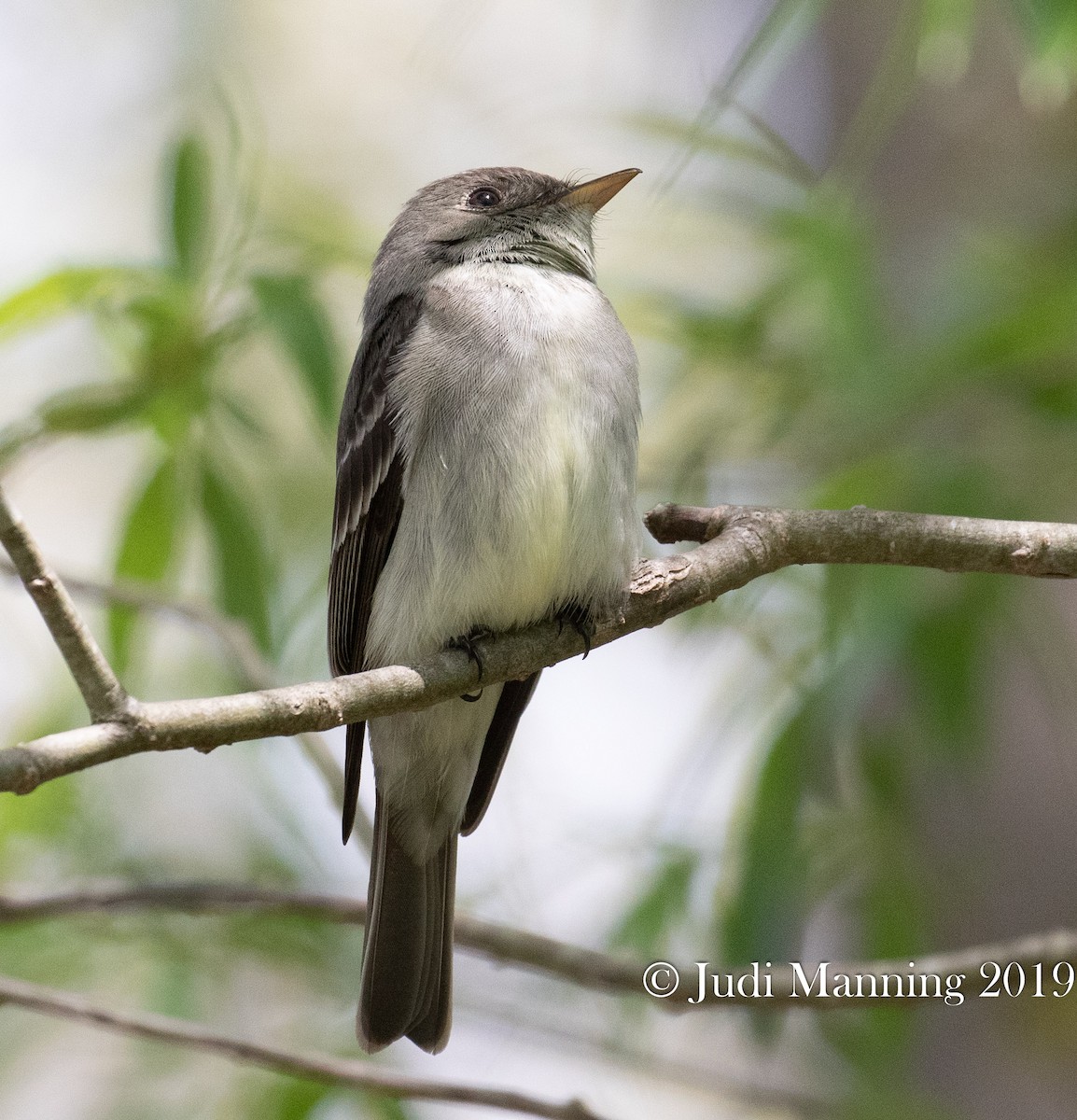 Eastern Wood-Pewee - ML163029411