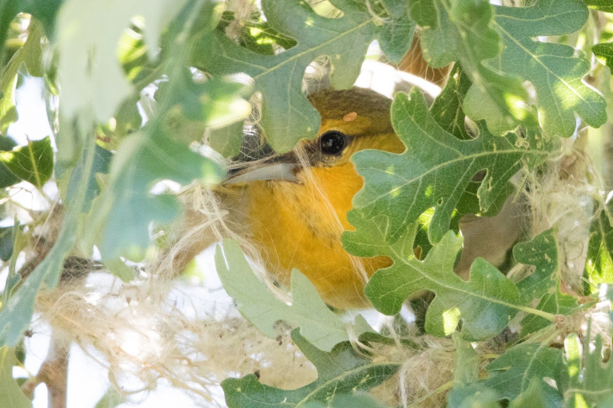 Bullock's Oriole - ML163031971