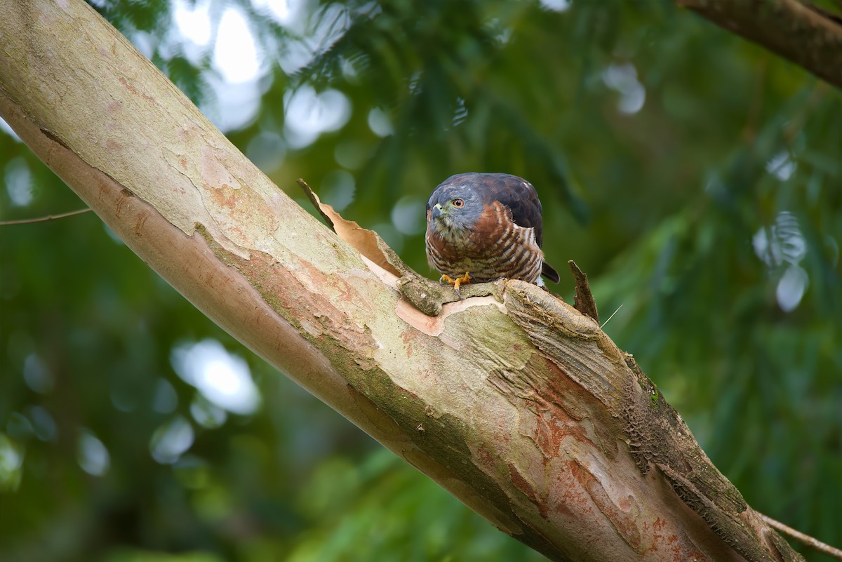 Double-toothed Kite - ML163032871