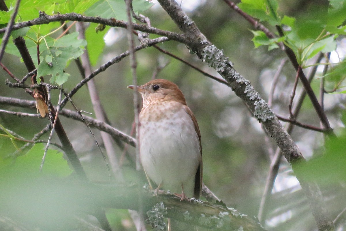 Veery - ML163032921