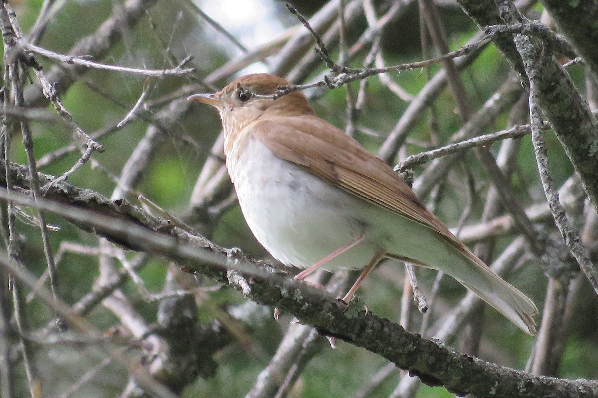 Veery - ML163032941