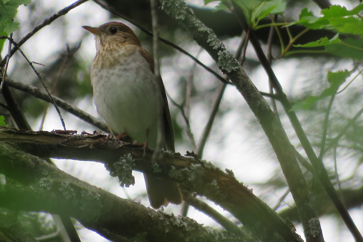 Veery - ML163033001