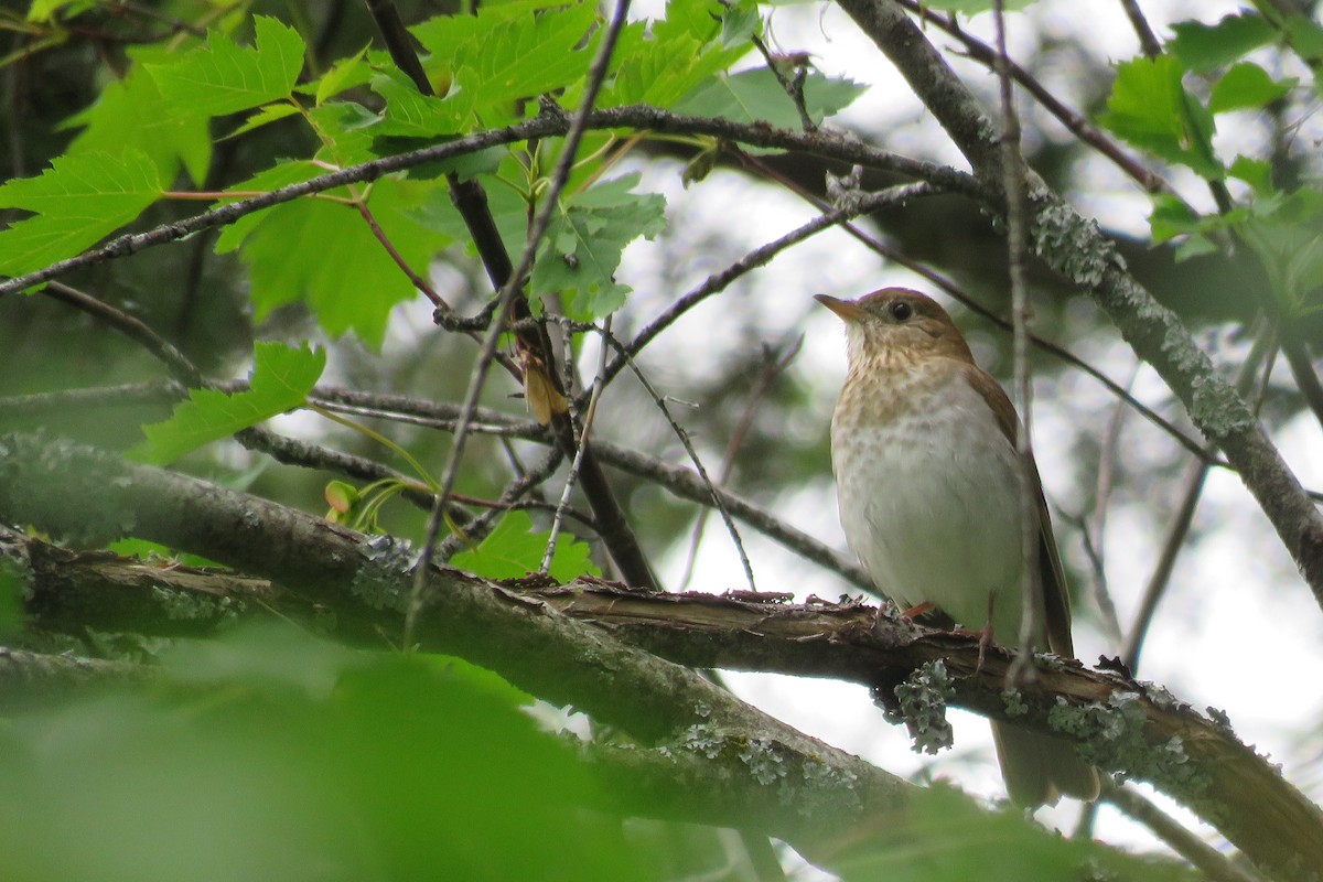 Veery - ML163033051