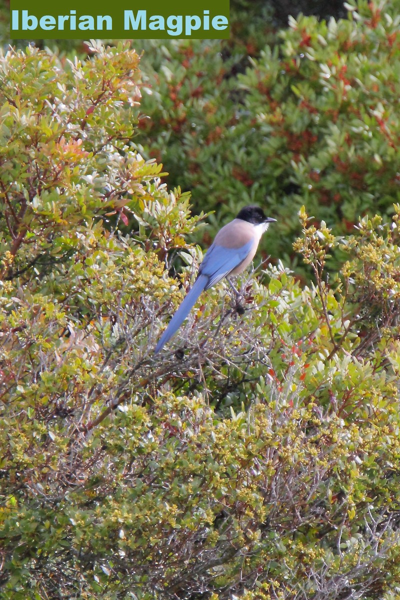 Iberian Magpie - ML163034641