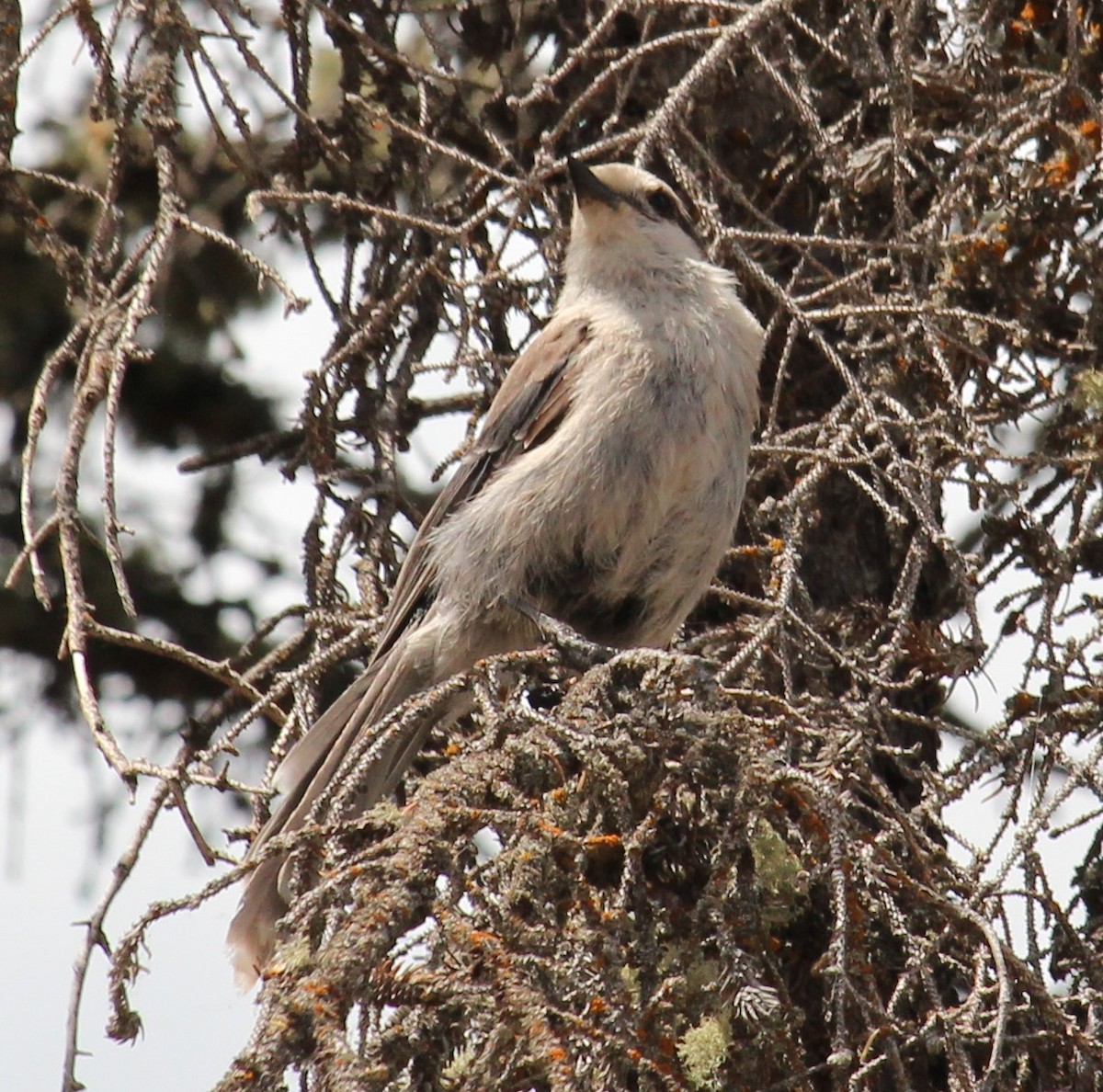 Canada Jay - ML163034671