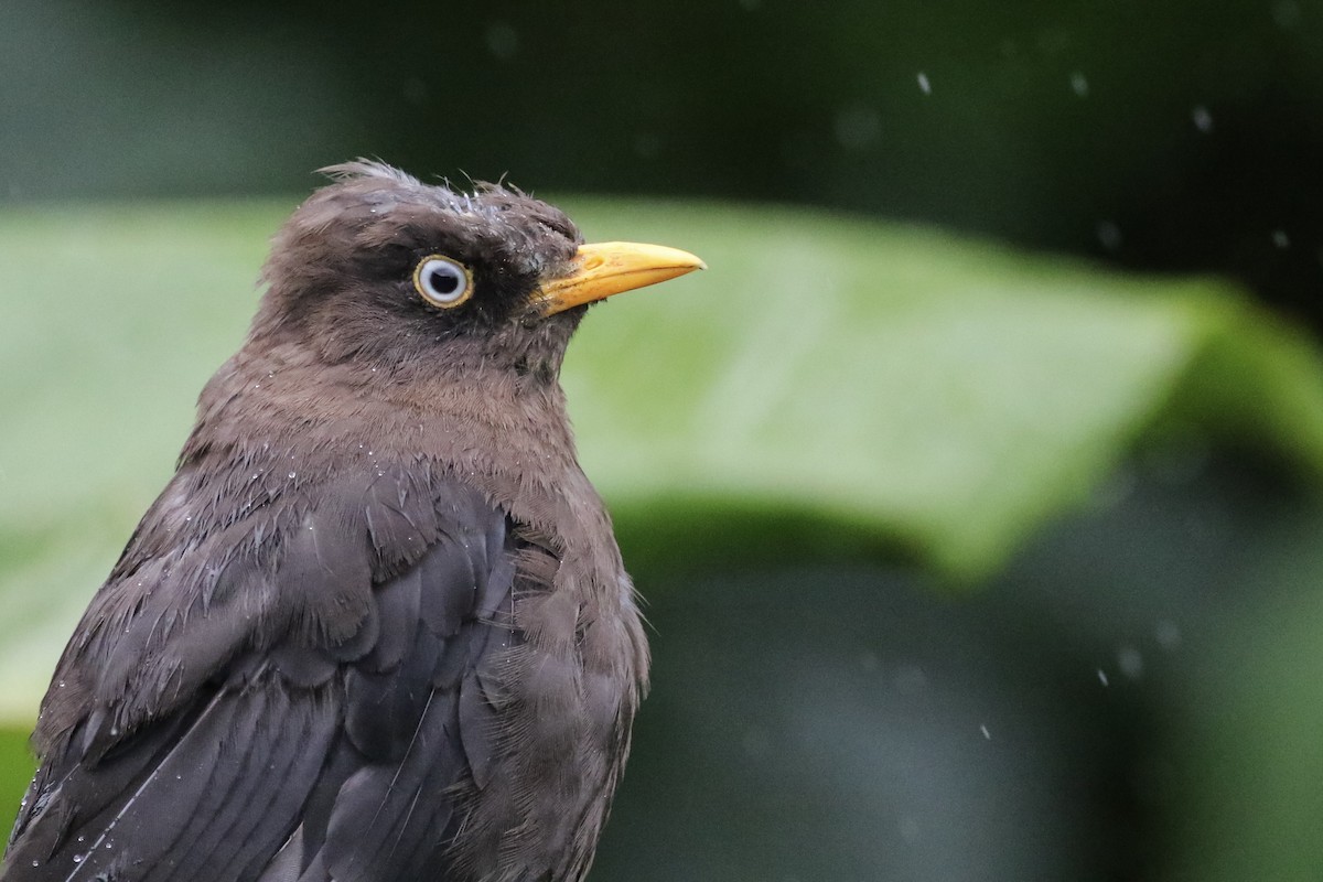 Sooty Thrush - ML163035691