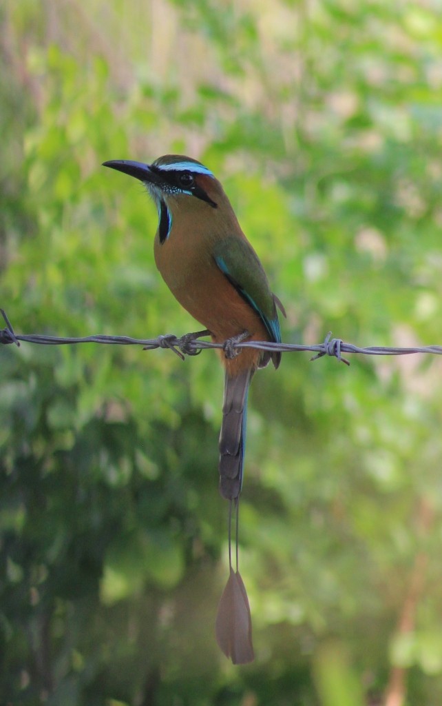 Turquoise-browed Motmot - ML163036271