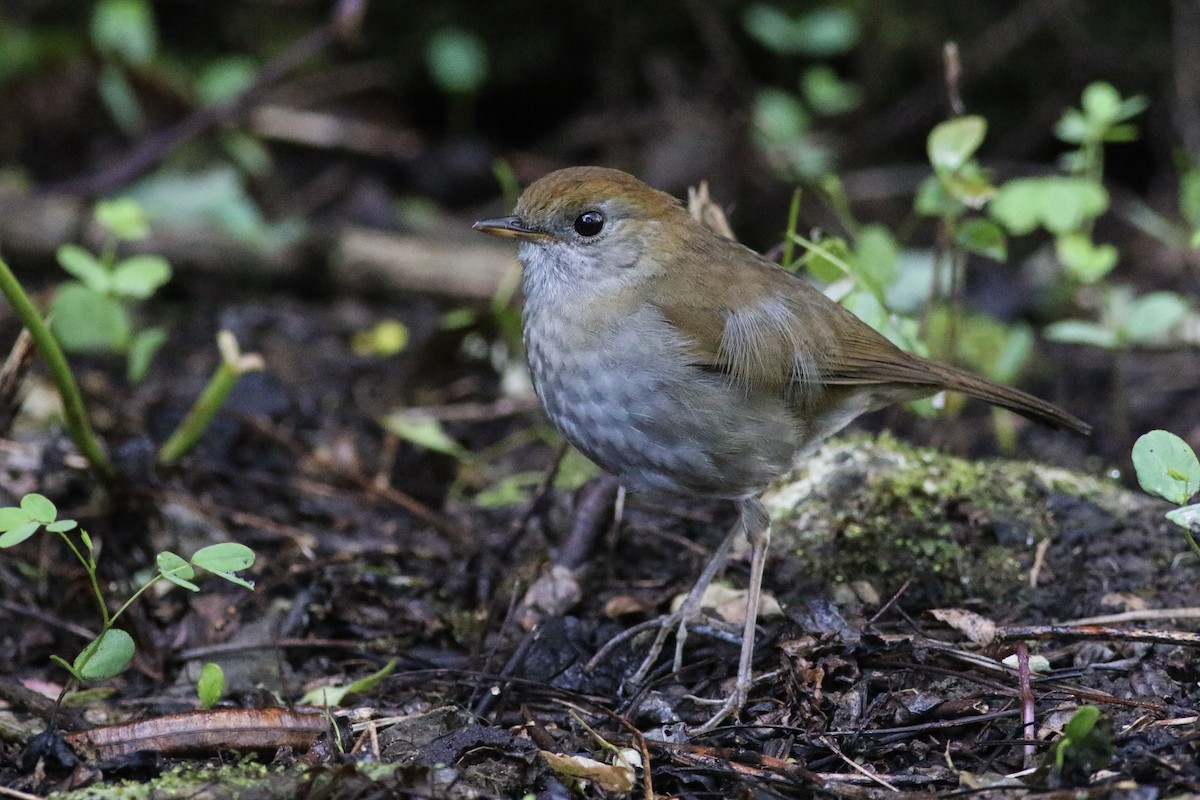 Ruddy-capped Nightingale-Thrush - Anonymous