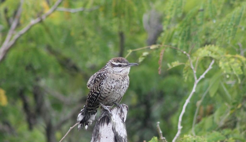 Yucatan Wren - ML163037591