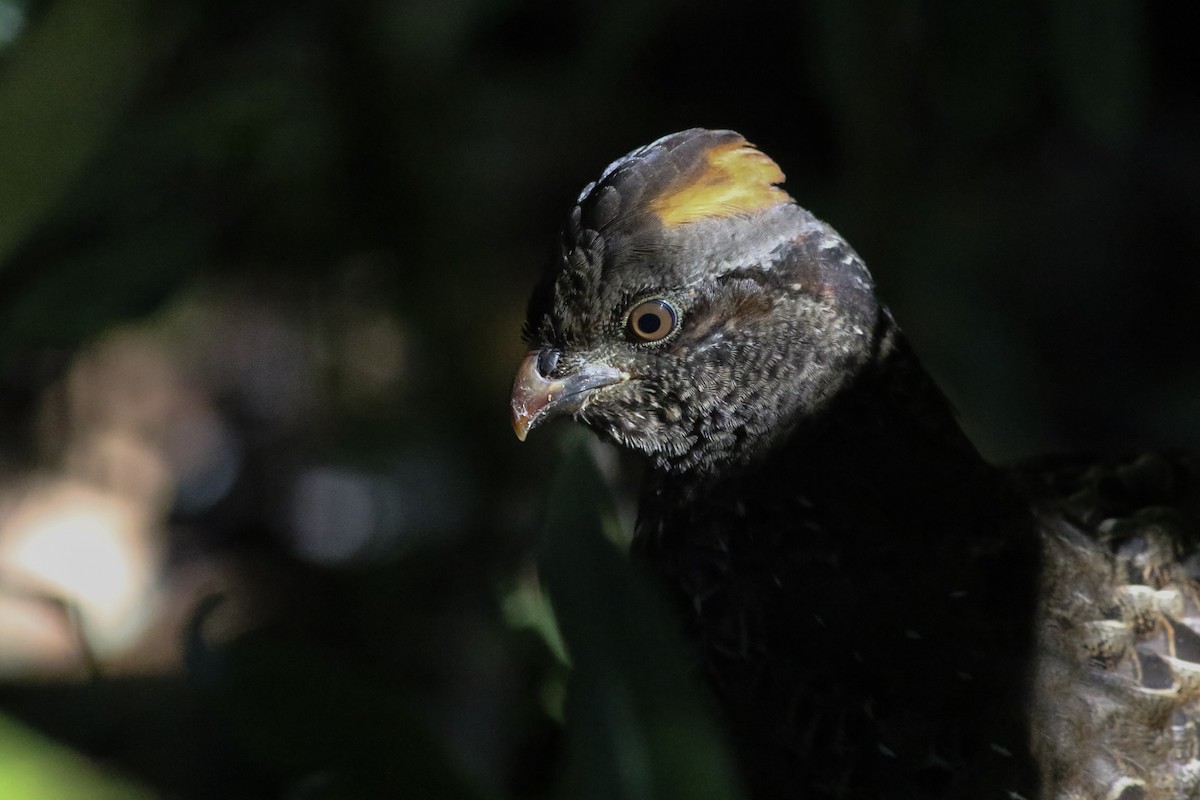 Spotted Wood-Quail - ML163038181