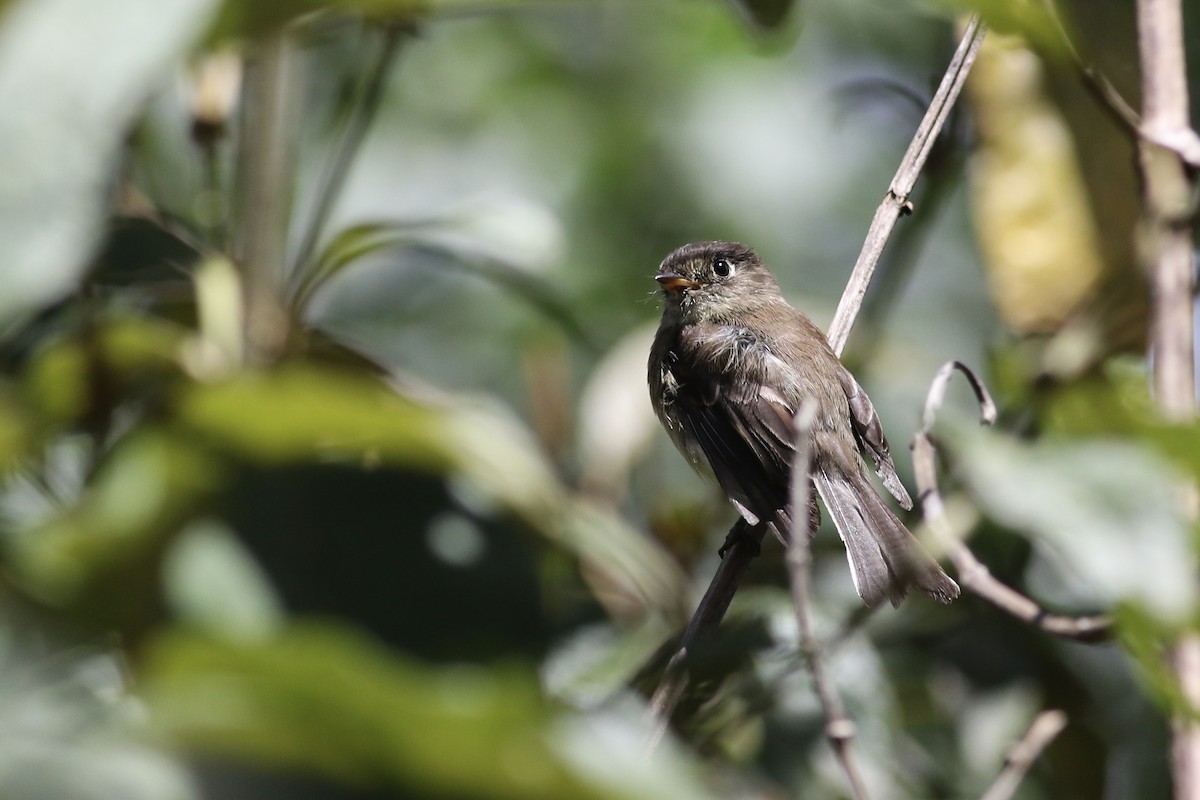 Black-capped Flycatcher - ML163038401