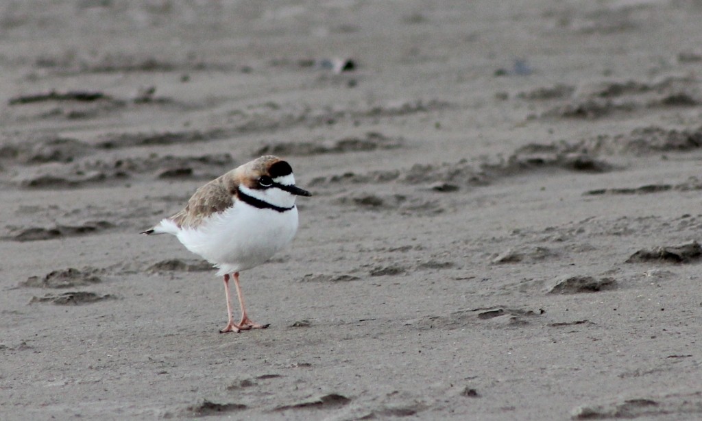 Collared Plover - ML163038801