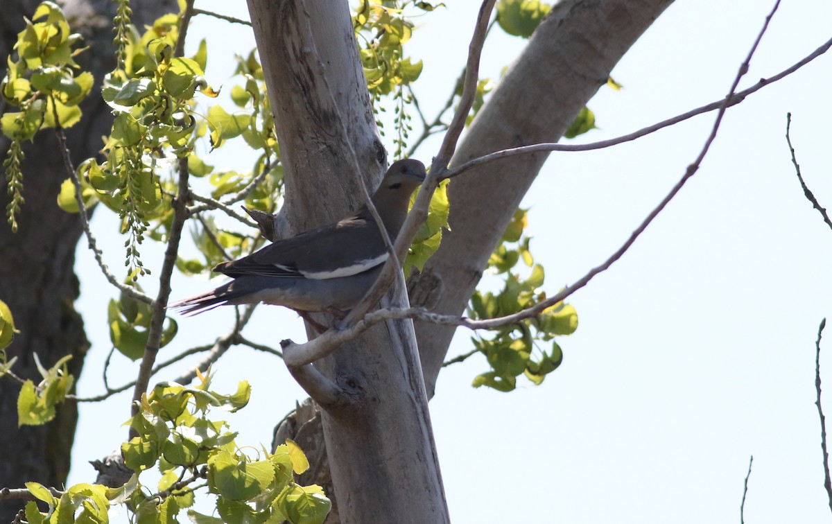 White-winged Dove - ML163039021