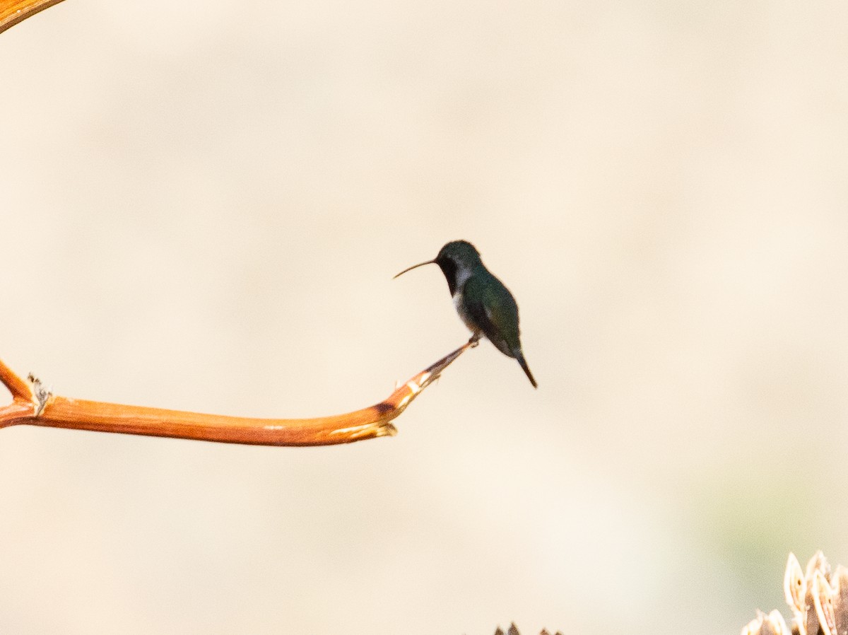 Lucifer Hummingbird - ML163043611