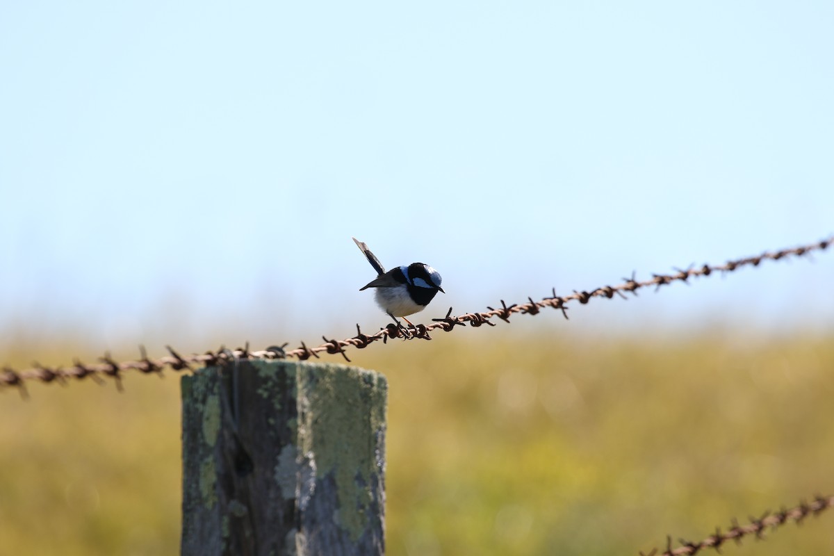 Superb Fairywren - Martin Allen