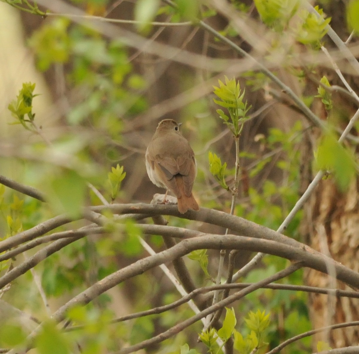 Hermit Thrush - ML163045371