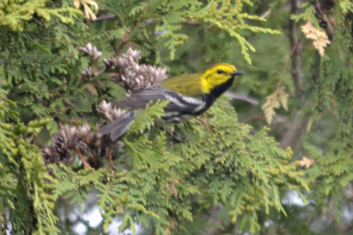 Black-throated Green Warbler - ML163046191